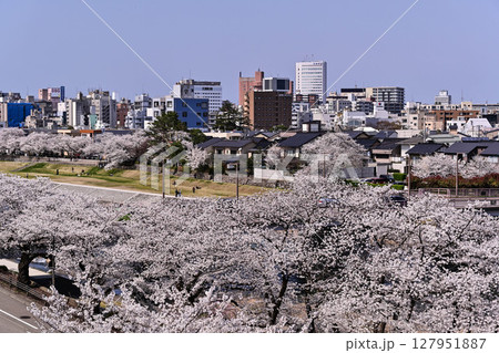 桜が満開の犀川 桜が満開の犀川 127951887