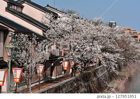 桜が美しい主計町茶屋街 127951951
