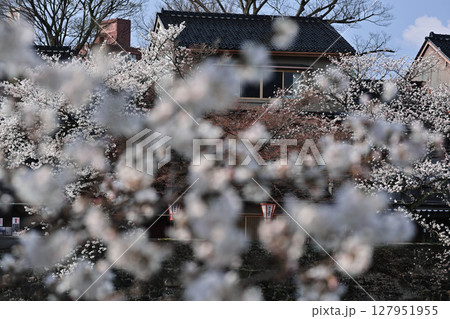 桜が美しい主計町茶屋街 127951955