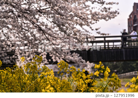 金沢浅野川界隈の桜 金沢浅野川界隈の桜 127951996