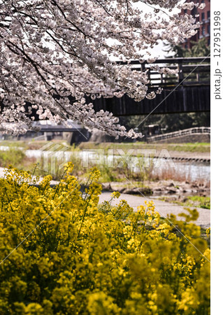金沢浅野川界隈の桜 金沢浅野川界隈の桜 127951998