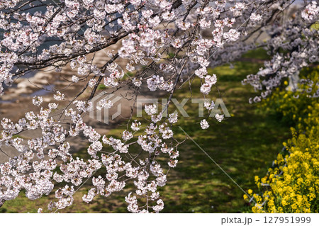 金沢浅野川界隈の桜 金沢浅野川界隈の桜 127951999