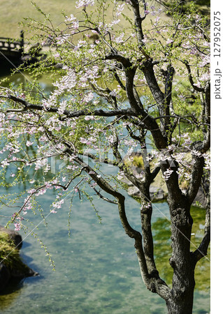 桜が美しい金沢城玉泉院丸庭園 127952075