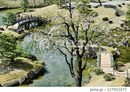 桜が美しい金沢城玉泉院丸庭園 桜が美しい金沢城玉泉院丸庭園 127952077