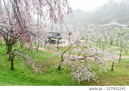 桜満開の卯辰山 桜満開の卯辰山 127952241