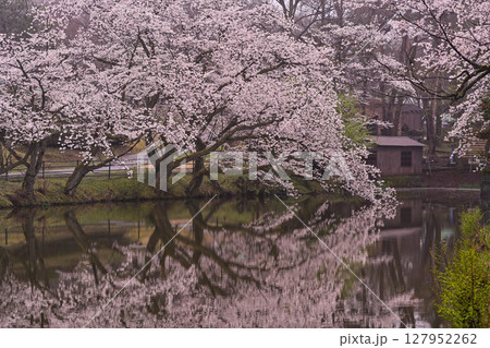 桜満開の卯辰山 127952262