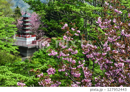 俱利伽羅不動寺の八重桜 127952443