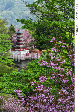 俱利伽羅不動寺の八重桜 俱利伽羅不動寺の八重桜 127952444