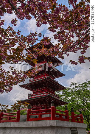 俱利伽羅不動寺の八重桜 俱利伽羅不動寺の八重桜 127952446