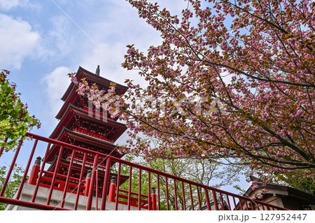 俱利伽羅不動寺の八重桜 俱利伽羅不動寺の八重桜 127952447