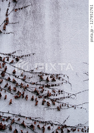 壁にはう植物のテクスチャ 127952761