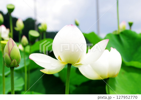 レンコン畑 127952770