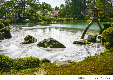 兼六園の花いかだ 127952893