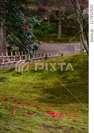 落ち椿が美しい兼六園の春 127952920
