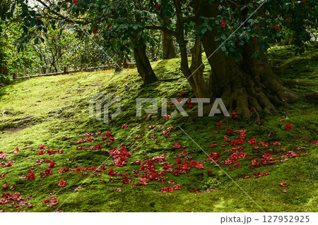 落ち椿が美しい兼六園の春 127952925