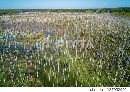 Waterlogged landscape showing dead trees and lush vegetation in an affected area experiencing severe flooding issues Waterlogged landscape showing dead trees and lush vegetation in an affected area experiencing severe flooding issues 127952992
