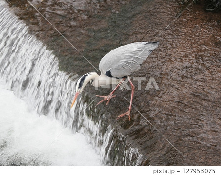 静の狩人 ― 待ち続けるアオサギの時間 127953075