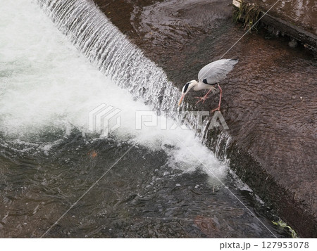 流れの臨界 ― 滝と向き合うアオサギの静思 127953078