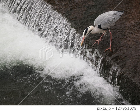水面へ踏み出すアオサギの一歩 127953079
