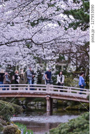 桜が美しい兼六園の春 127953090