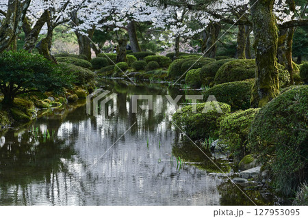 桜が美しい兼六園の春 127953095