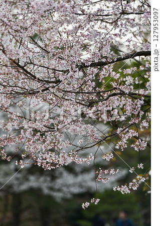 桜が美しい兼六園の春 127953097