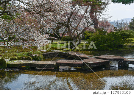 桜が美しい兼六園の春 桜が美しい兼六園の春 127953109
