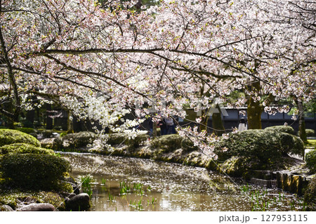 桜が美しい兼六園の春 127953115