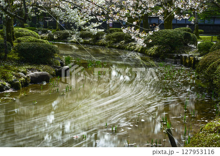 桜が美しい兼六園の春 桜が美しい兼六園の春 127953116