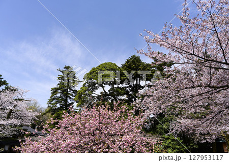 桜が美しい兼六園の春 127953117