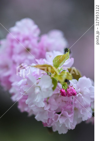 桜が美しい兼六園の春 127953122