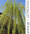 青空バックの枝垂れ柳の写真 127953332