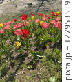 野に咲くチューリップ(赤、ピンク、黄) 127953519