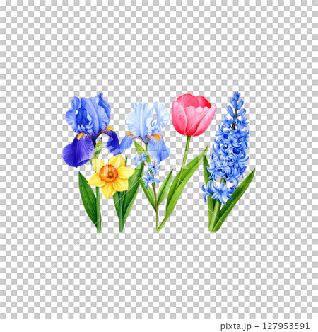 Bright spring bouquet with purple crocuses and pink irises on a white background. 127953591