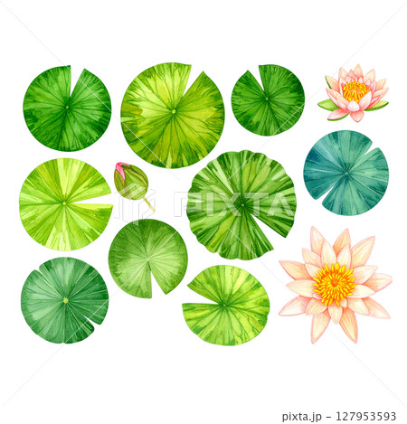 Watercolor lotus leaves on white background 127953593