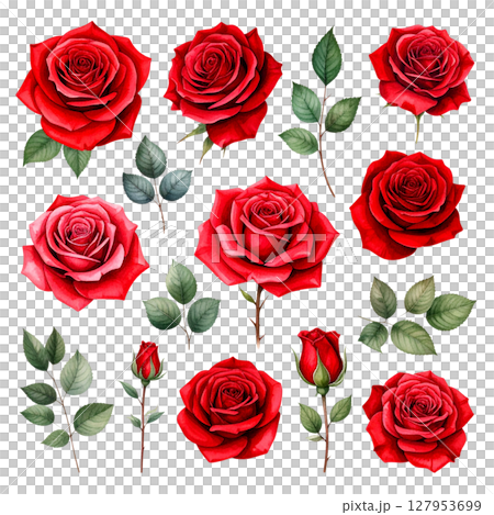 Seamless pattern of beautiful red roses with green leaves on white background. 127953699