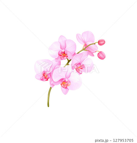 Beautiful pink orchid flower with delicate petals on white background. Beautiful pink orchid flower with delicate petals on white background. 127953705