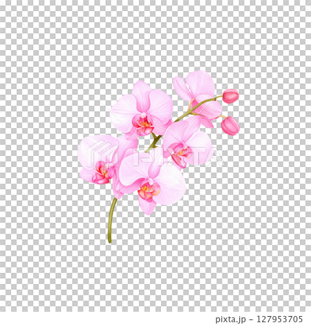 Beautiful pink orchid flower with delicate petals on white background. 127953705