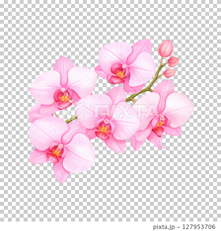 Beautiful pink orchid flower with delicate petals on white background. 127953706