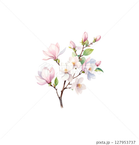 Pink cherry blossom branches, representing the beauty of spring and the gentle blooming flowers of nature on a white background. 127953737
