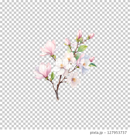 Pink cherry blossom branches, representing the beauty of spring and the gentle blooming flowers of nature on a white background. 127953737