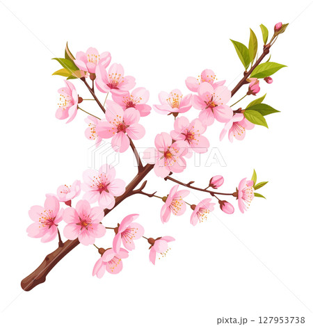 Pink cherry blossom branches, representing the beauty of spring and the gentle blooming flowers of nature on a white background. 127953738