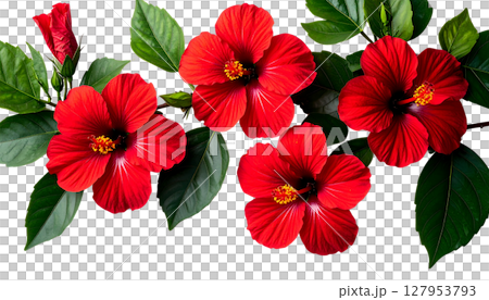 Blooming floral rose bouquet design with red and pink petals and green leaves on white 127953793