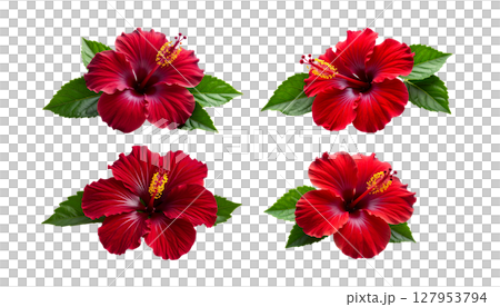 Blooming floral rose bouquet design with red and pink petals and green leaves on white 127953794