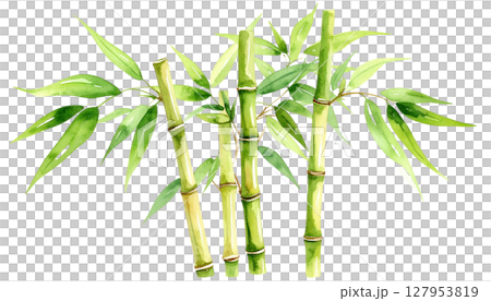 Green bamboo plant with leaves, isolated on white background 127953819