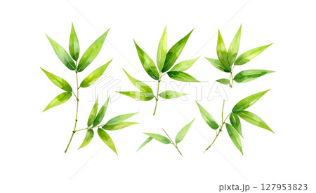 Green bamboo plant with leaves, isolated on white background 127953823