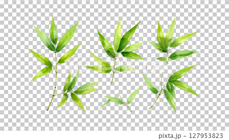 Green bamboo plant with leaves, isolated on white background 127953823