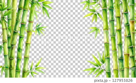 Green bamboo plant with leaves, isolated on white background 127953826
