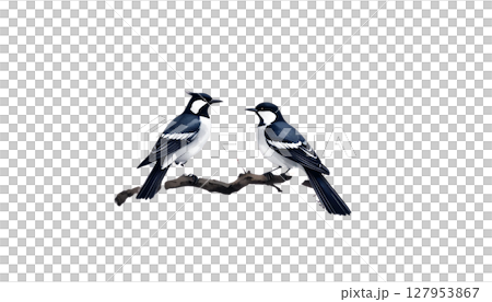 Black and white wild bird, possibly a raven or magpie, perched on a winter tree branch, a cute animal silhouette vector illustration 127953867