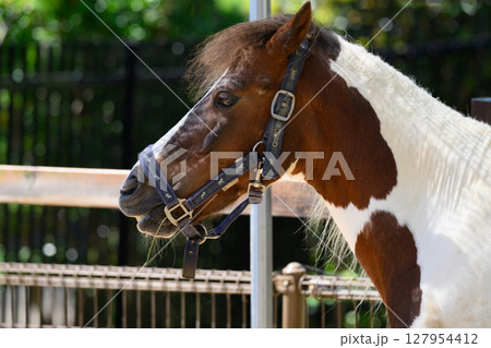 やさしい目の馬 やさしい目の馬 127954412